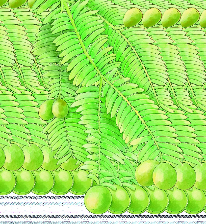 Climate and plant life