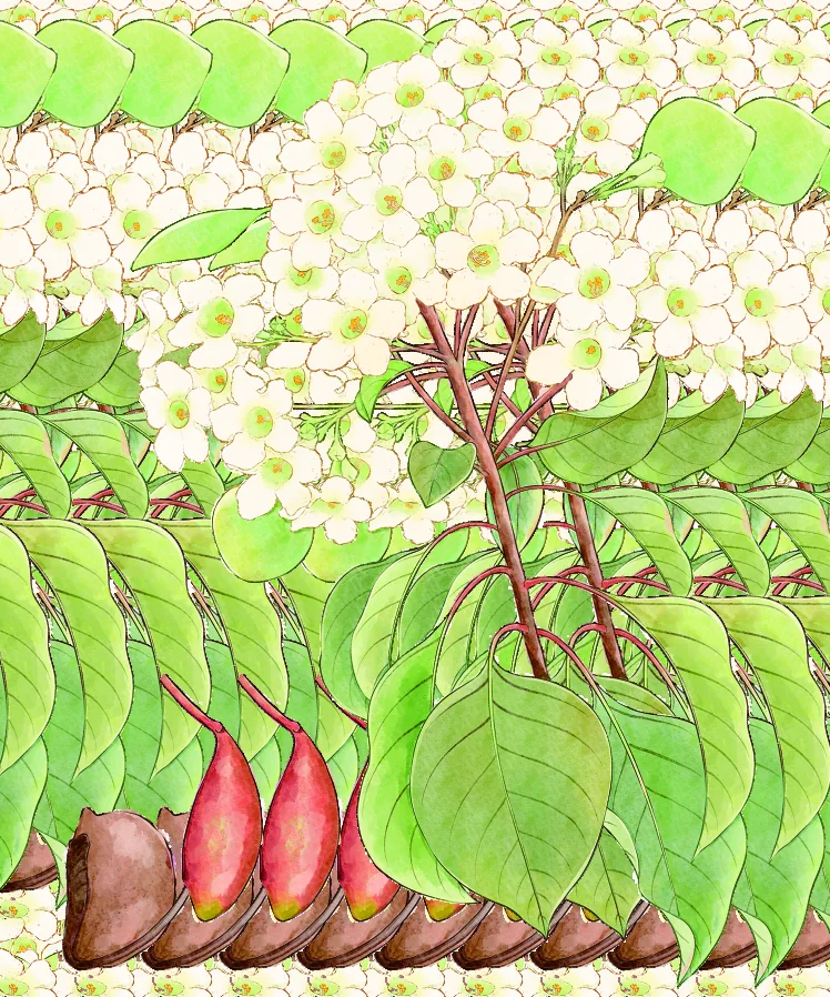 Climate and plant life