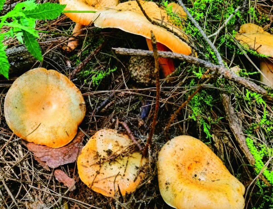 土家织锦与地方特产