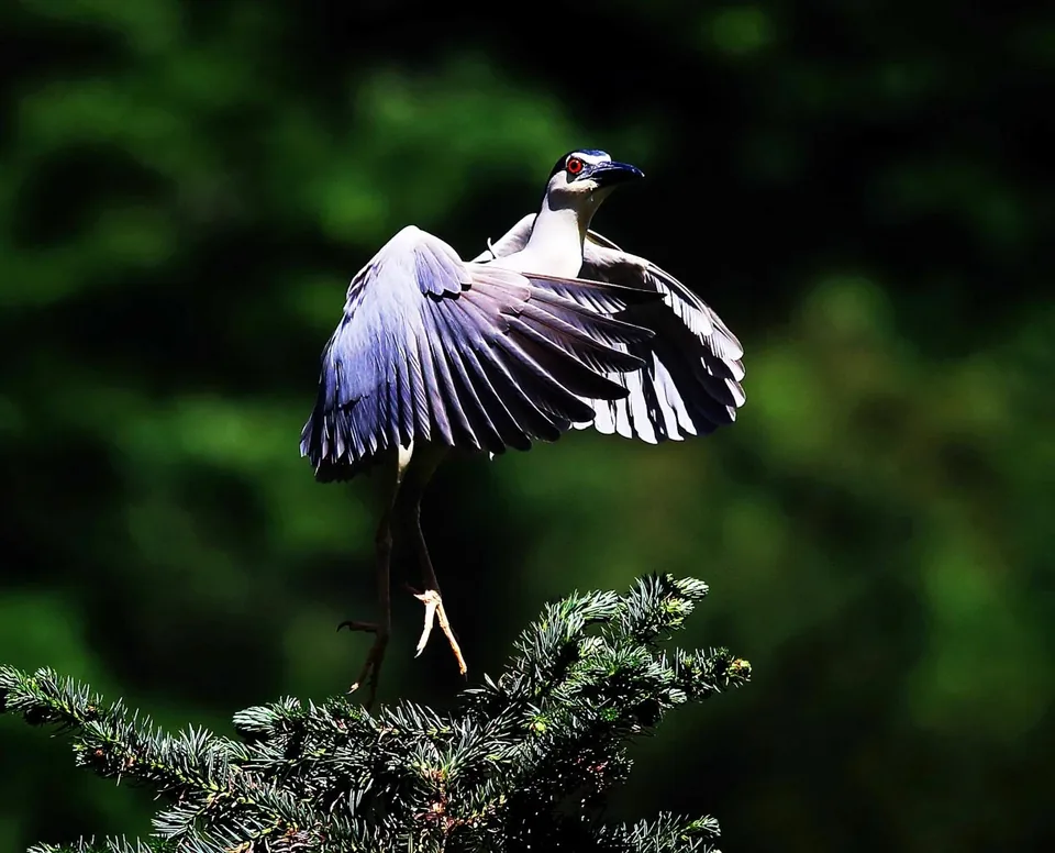 Rare plants and wildlife