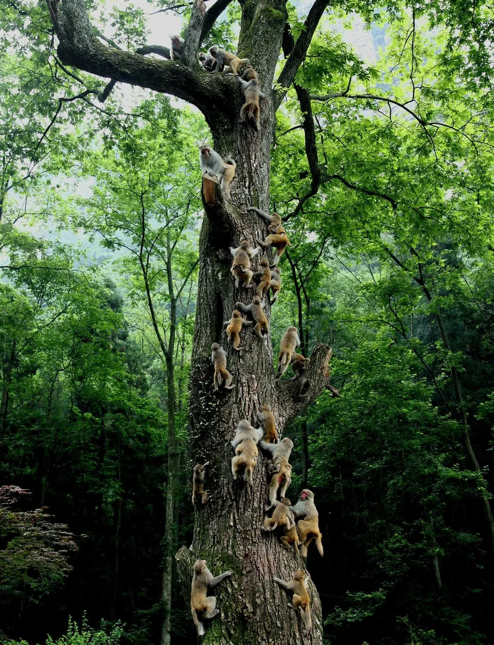 Rare plants and wildlife